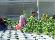 Bhabinkamtibmas Desa Kletek Tinjau Green House, Dorong Ketahanan Pangan Berkelanjutan