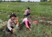 Polsek Krembung dan Warga Panen Bawang Merah, Wujud Sinergi untuk Ketahanan Pangan