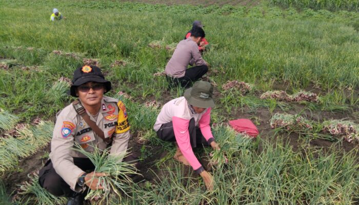 Polsek Krembung dan Warga Panen Bawang Merah, Wujud Sinergi untuk Ketahanan Pangan