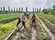 Bhabinkamtibmas Desa Gamping Tinjau Pertumbuhan Jagung, Dukung Swasembada Pangan