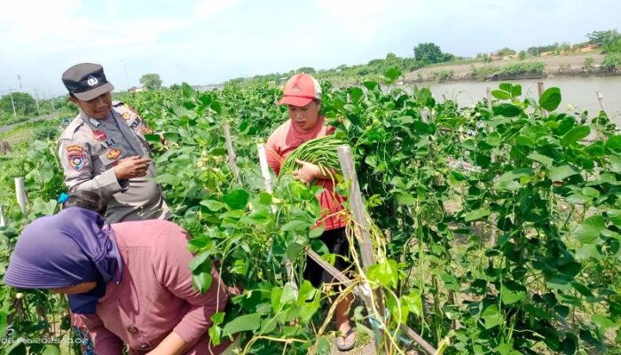 Bhabinkamtibmas Desa Kupang Dukung P2B, Warga Semakin Mandiri dalam Ketahanan Pangan