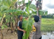 Bhabinkamtibmas Jemundo Ajak Warga Tanam Pisang, Dorong Swasembada Pangan Keluarga