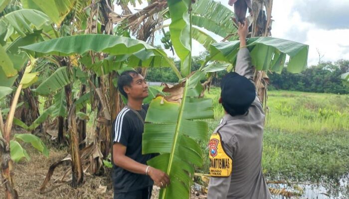 Bhabinkamtibmas Jemundo Ajak Warga Tanam Pisang, Dorong Swasembada Pangan Keluarga