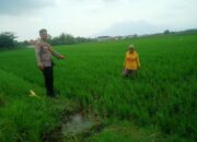 Kanit Binmas Polsek Krembung Cek Tanam Padi, Dukung Ketahanan Pangan