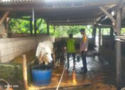 Polsek Taman Dukung Warga Kembangkan Peternakan Sapi Demi Ketahanan Pangan