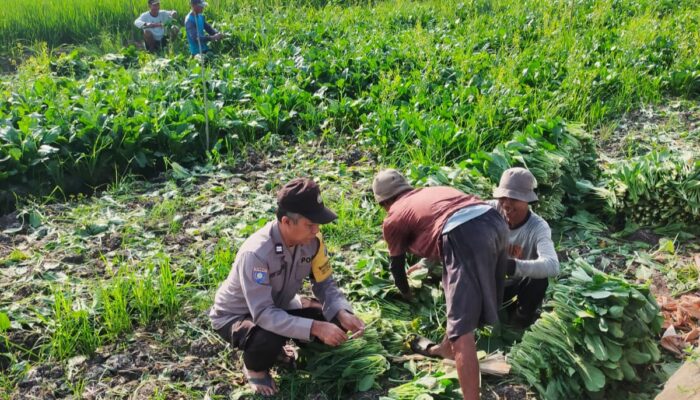 Warga Desa Kemantren Manfaatkan Pekarangan untuk Pangan Bergizi, Bhabinkamtibmas Beri Pendampingan