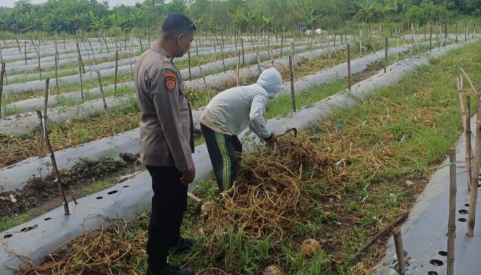 Polsek Tarik Pantau Pengolahan Lahan Melon di Kendalsewu, Dukung Kemandirian Pangan
