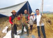 Jelang Lebaran, Bulog Jabar Serap 66.000 Ton Gabah Beras Petani