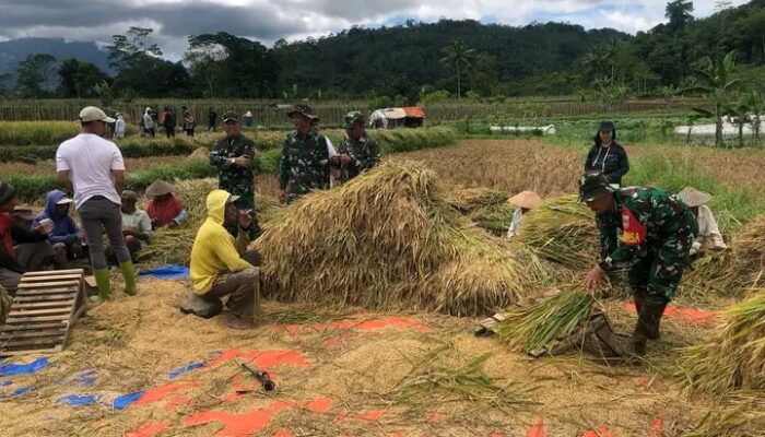 Kodim 0707 dan Bulog Wonosobo Kawal Panen Raya di Desa Rejosari