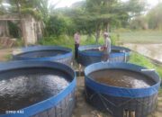 Warga Desa Pertapan Maduretno Ubah Lahan Kosong Jadi Kolam Lele, Buka Peluang Ekonomi Baru