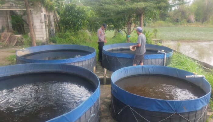 Warga Desa Pertapan Maduretno Ubah Lahan Kosong Jadi Kolam Lele, Buka Peluang Ekonomi Baru