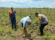 Bhabinkamtibmas Wonoplintahan Dukung Ketahanan Pangan, Cek Perkembangan Lahan P2B