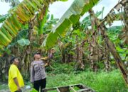 Bhabinkamtibmas Porong Dukung Swasembada, Cek Kebun Pisang Warga untuk Ketahanan Pangan