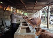Bhabinkamtibmas dan Warga Desa Simoketawang Ubah Lahan Kosong Jadi Sentra Peternakan Sapi
