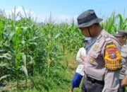 Kapolsek Balongbendo Tinjau Lahan Tidur Bumdes, Dorong Ketahanan Pangan Desa