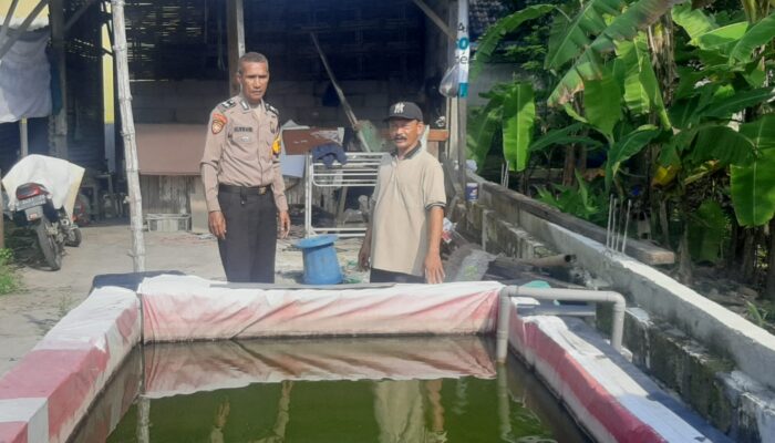 Bhabinkamtibmas Desa Pagerngumbuk Pantau Budidaya Ikan Nila, Dorong Ketahanan Pangan dari Kolam ke Meja Makan