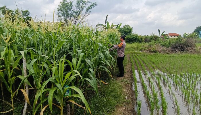 Bersama Kapolsek, Warga Tarik Ubah Pekarangan Jadi Lumbung Pangan
