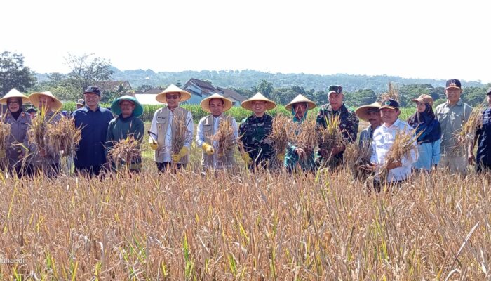 Wahyu Hidayat: Panen Raya Padi Kota Malang Sukses dan Memuaskan