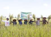 Kapolres Probolinggo dan Forkopimda Turun Sawah, Panen Raya Jadi Simbol Kuat Ketahanan Pangan