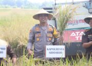 Forkopimda Sidoarjo Turun ke Sawah: Panen Raya Serentak di Desa Kemuning Jadi Simbol Ketahanan Pangan