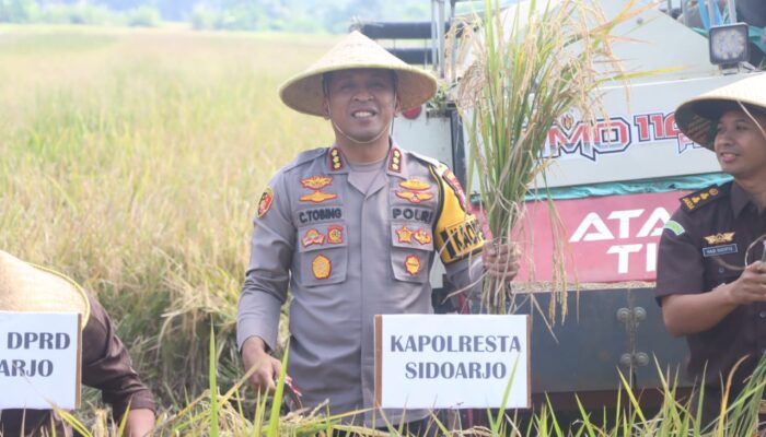 Forkopimda Sidoarjo Turun ke Sawah: Panen Raya Serentak di Desa Kemuning Jadi Simbol Ketahanan Pangan