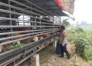 Bhabinkamtibmas Sidomojo Ajak Warga Rawat Kambing Lebih Baik demi Wujudkan Ketahanan Pangan Desa