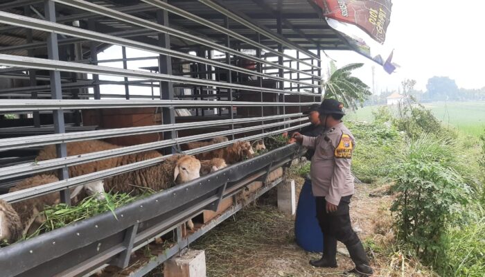 Bhabinkamtibmas Sidomojo Ajak Warga Rawat Kambing Lebih Baik demi Wujudkan Ketahanan Pangan Desa