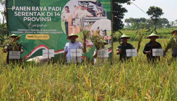 Blora Ikuti Panen Raya Padi Serentak