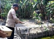 Budidaya Ikan Nila di Terung Wetan, Warga Buktikan Dukungan Nyata untuk Asta Cita Presiden Prabowo