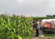Bhabinkamtibmas Gamping Turun ke Sawah, Dorong Petani Jagung Jaga Ketahanan Pangan