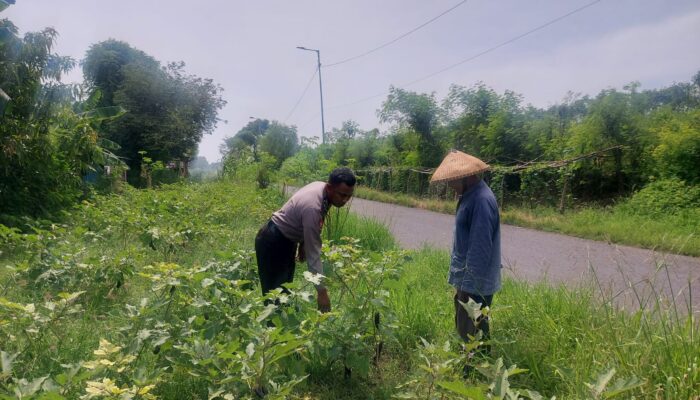 Bhabinkamtibmas Keboguyang Jadi Sahabat Petani, Dorong Desa Tangguh Pangan