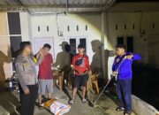 Sigap dan Berani! Bhabinkamtibmas Topoyo Evakuasi Ular Piton 2 Meter dari Kandang Ayam Warga