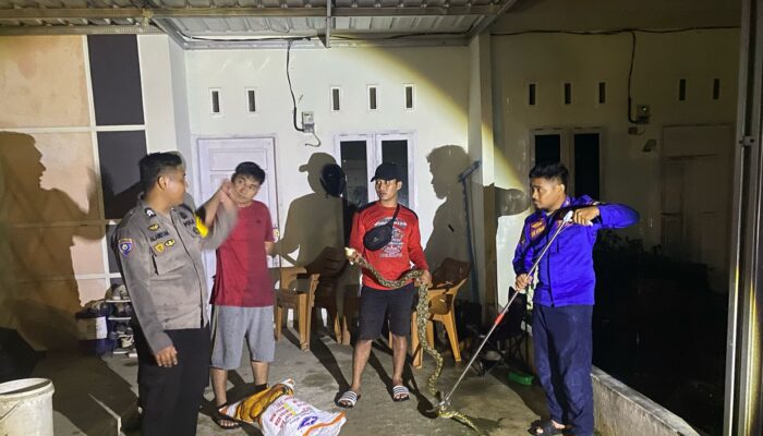 Sigap dan Berani! Bhabinkamtibmas Topoyo Evakuasi Ular Piton 2 Meter dari Kandang Ayam Warga