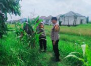 Polsek Sukodono Gerakkan Bhabinkamtibmas Dukung Petani Jagung, Ketahanan Pangan Jadi Prioritas