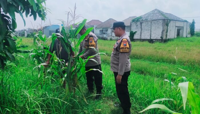 Polsek Sukodono Gerakkan Bhabinkamtibmas Dukung Petani Jagung, Ketahanan Pangan Jadi Prioritas