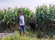 Polsek Prambon Kawal Lahan Jagung, Sinergi Petani & Polisi Wujudkan Desa Tangguh Pangan