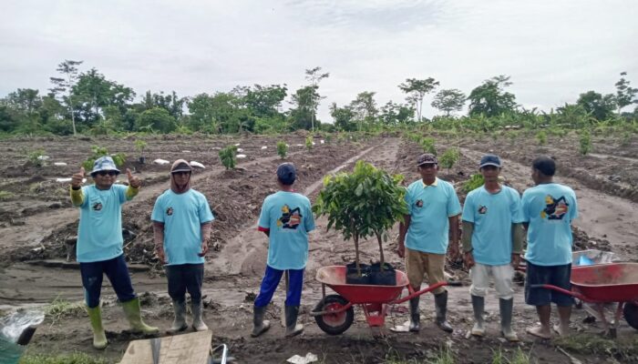 Tingkatkan Pendapatan, BUMKal Semar Margorejo Kembangkan Budidaya Tanaman Buah Kelengkeng
