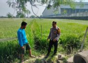 Dari Sawah ke Strategi Nasional, Bhabinkamtibmas Juwetkenongo Dorong Kemandirian Pangan Warga