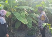 Kapolsek Tanggulangin Dorong Ketahanan Pangan, Sulap Lahan Kosong Jadi Kebun Produktif