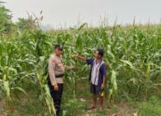 Jagung Siap Panen, Desa Bakung Jadi Contoh Ketahanan Pangan Berbasis Kolaborasi