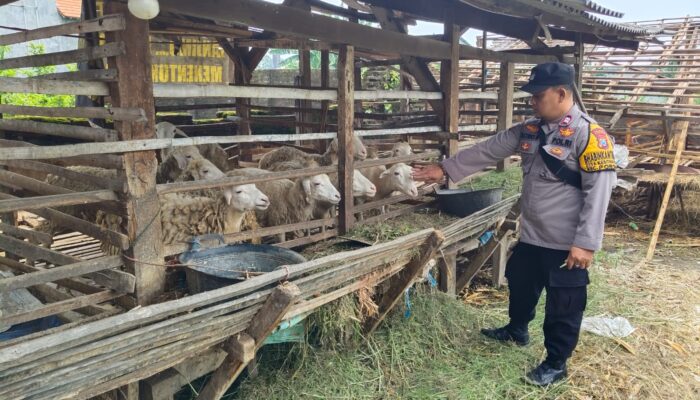 Polsek Porong Dorong Ketahanan Pangan Lewat Peternakan Kambing