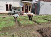Dari Halaman ke Harapan, Warga Pangkemiri Bangun Ketahanan Pangan Lewat Kebun Keluarga