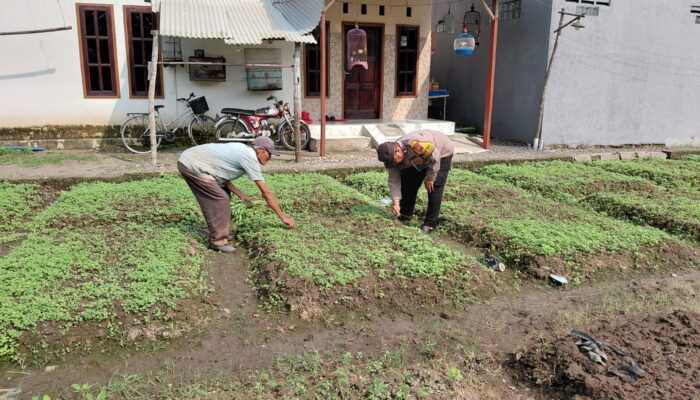 Dari Halaman ke Harapan, Warga Pangkemiri Bangun Ketahanan Pangan Lewat Kebun Keluarga