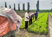 Dukung Ketahanan Pangan, Bhabinkamtibmas Gamping Tinjau Lahan Kangkung Warga