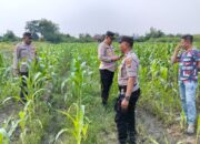 Kapolsek Tulangan Tinjau Lahan Jagung Warga Dukung Ketahanan Pangan Bergizi