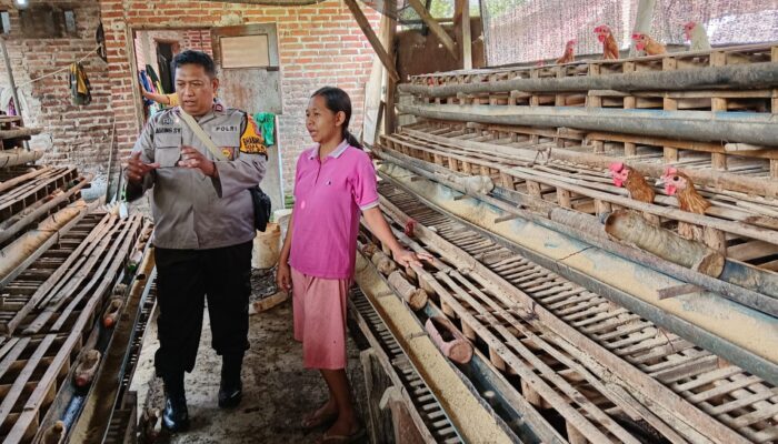 Bhabinkamtibmas Desa Lajuk Dorong Warga Kembangkan Usaha Ayam Petelur Demi Ketahanan Pangan