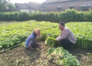 Bhabinkamtibmas Jiken Dampingi Warga Tanam Kangkung, Dukung Ketahanan Pangan dari Pekarangan