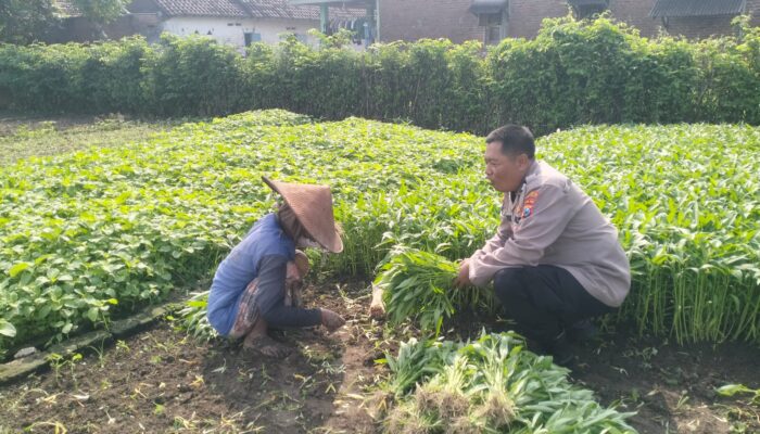 Bhabinkamtibmas Jiken Dampingi Warga Tanam Kangkung, Dukung Ketahanan Pangan dari Pekarangan
