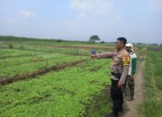 Dukung Ketahanan Pangan, Kanit Binmas Polsek Krembung Gunakan Teknik Gribel Bersama Petani Lemujut
