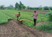 Bhabinkamtibmas Modong Sambangi Kebun Bayam, Dorong Ketahanan Pangan Lewat Program “Polri Cinta Petani”